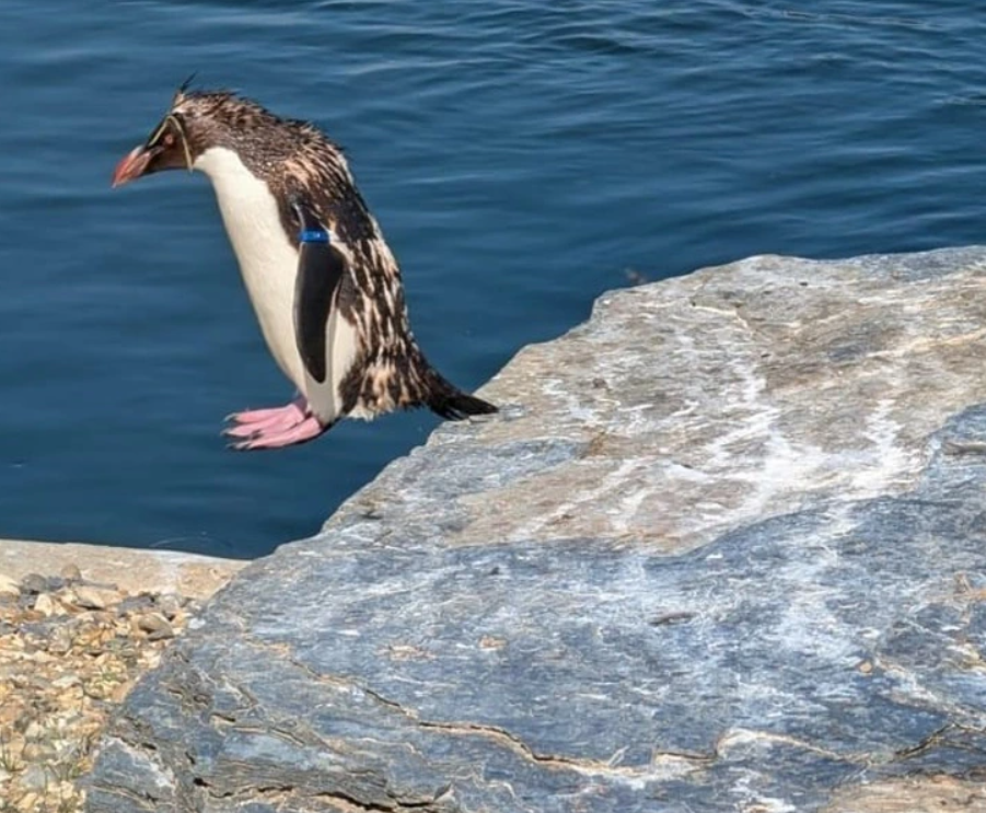 Tučniak skáče do vody z kamenistej skaly v slnečnom dni, pripravený na osviežujúci plavecký ponor.