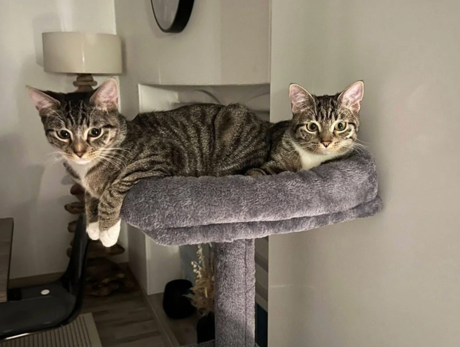 Dva mačiatka ležia na škrabadle a relaxujú v pohodlí domova.