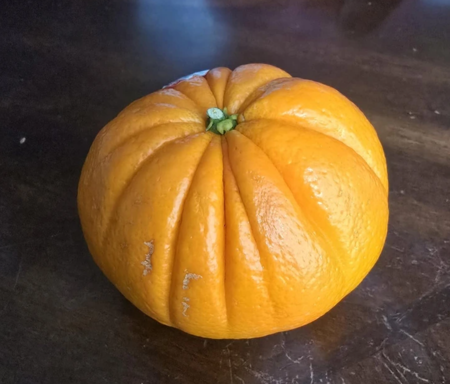 Jasne oranžová tekvica na drevenom stole, ideálna na jesenné dekorácie alebo Halloween.