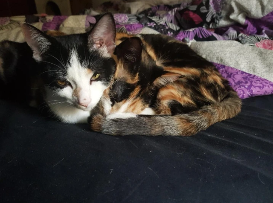 Dve mačky, jedna čierna-biela a druhá trojfarebná, pohodlne ležia na farebnom prikrývke.