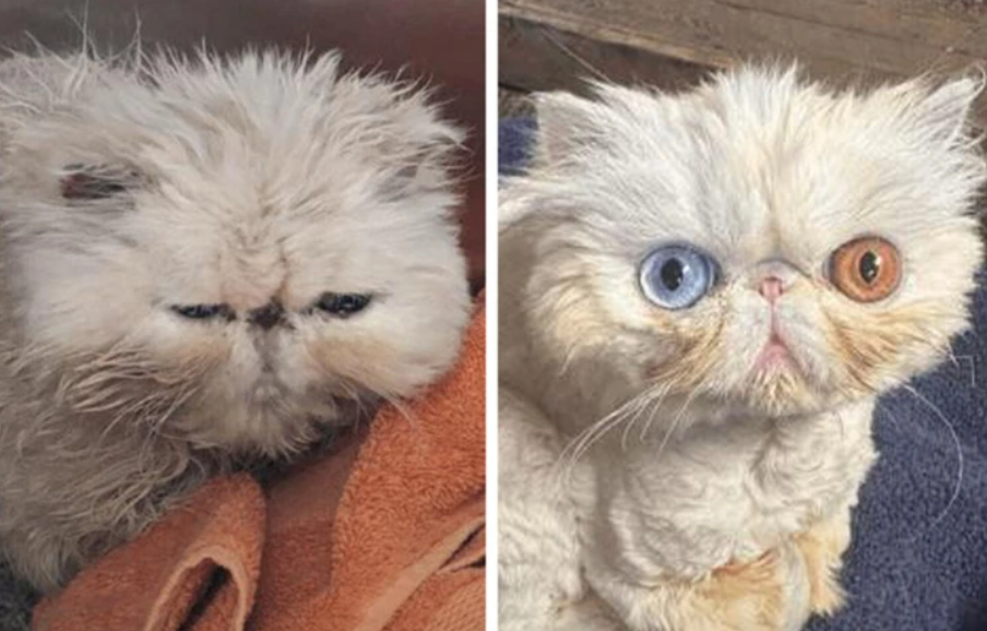 Dve mačky s unikátnymi očami, jedna mokrá po kúpaní, druhá s rôznofarebnými očami, sediace vedľa seba.