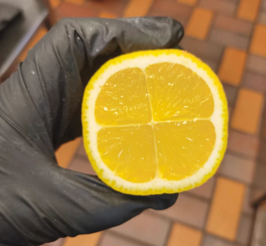 Ruka v rukavici drží neobvyklý citrón s vnútornou štruktúrou rozdelenou na štyri časti, pozadie z dlaždíc.