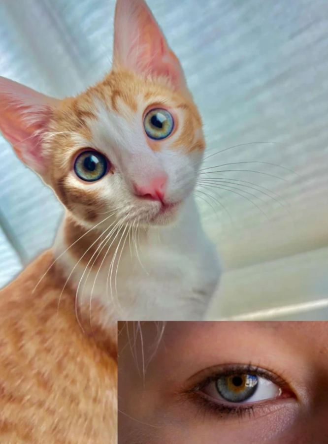 Mačka so zelenými očami pred oknom; detailný záber na ľudské oko s podobným odtieňom.