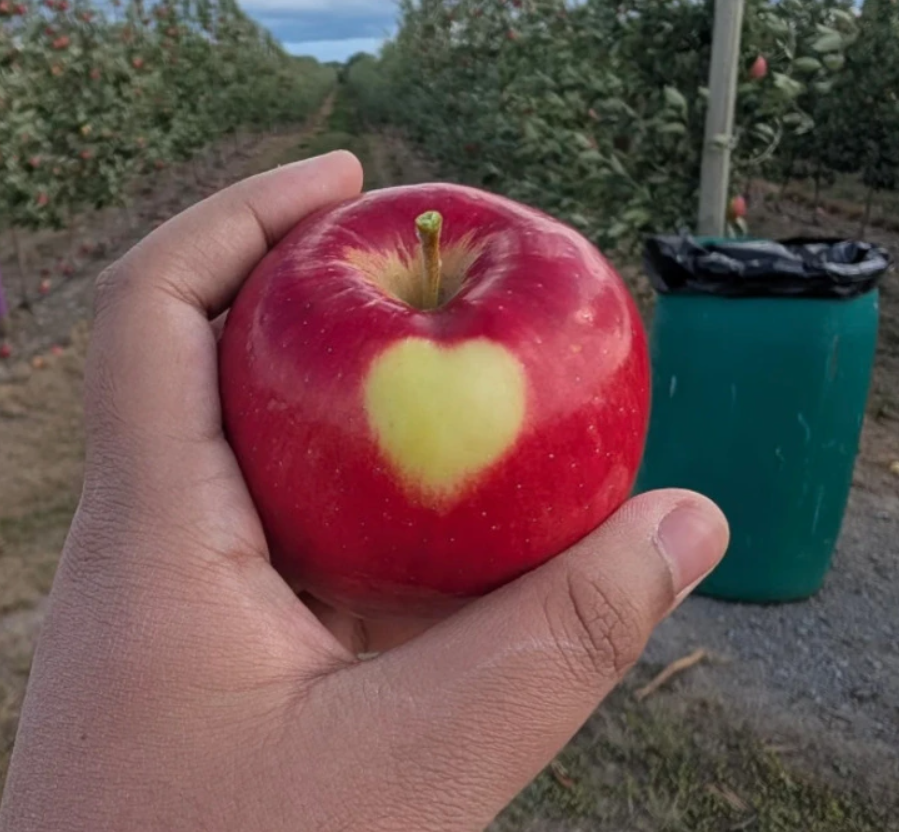 Červené jablko srdcového tvaru v ruke na jabloňovom sade na farme.