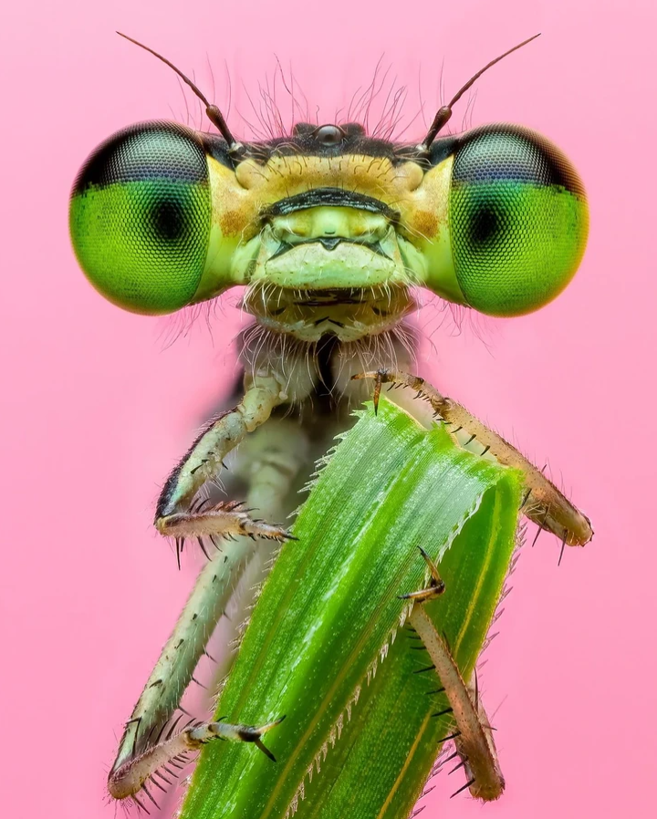 Blízky záber na detail hlavy vážky s výraznými očami, sediacej na zelenej rastline, na ružovom pozadí.