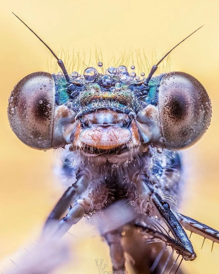 Makro záber na tvár vážky s kvapkami vody na očiach proti svetlo žltému pozadiu.