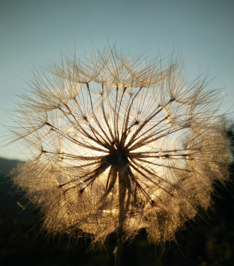 Púpava osvetlená slnečnými lúčmi na pozadí modrej oblohy.