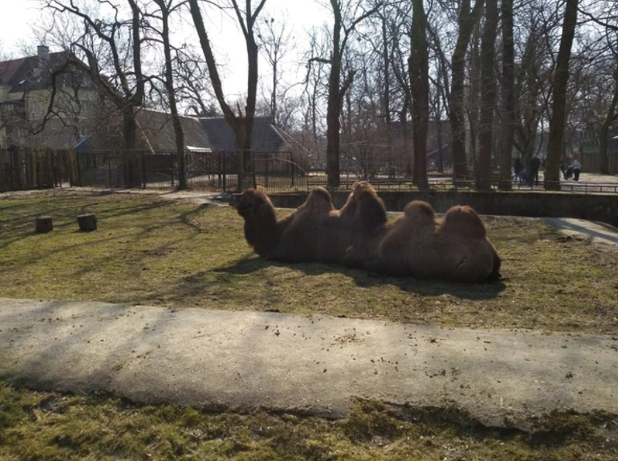 Dva ťavy odpočívajú na tráve v oplotenom priestore zoologickej záhrady, obklopené stromami.