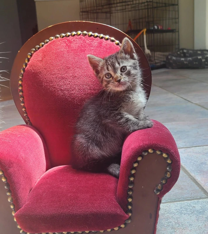 Mačiatko sediace na červenom kresle v slnečnom svetle, interiér miestnosti.