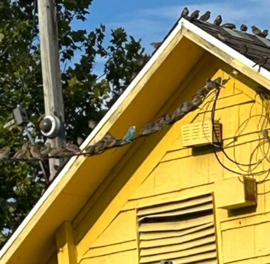 Modrý vták sedí medzi hnedými na drôte pred žltou stenou domu pod modrou oblohou.