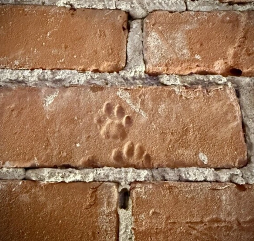 Stará tehlová stena s odtlačkom zvieracej labky.