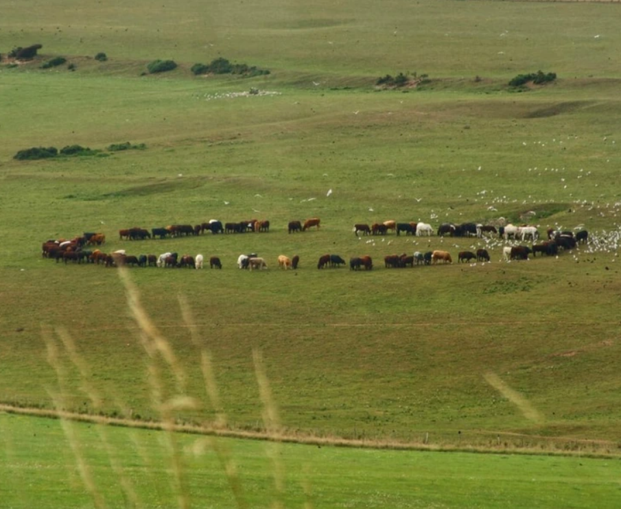 Kruh kráv stojacich na zelenej lúke, vytvárajúci nezvyčajný tvar na otvorenej krajine.