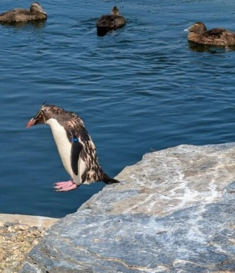 Tučniak skáče zo skaly do vody v blízkosti kačíc.