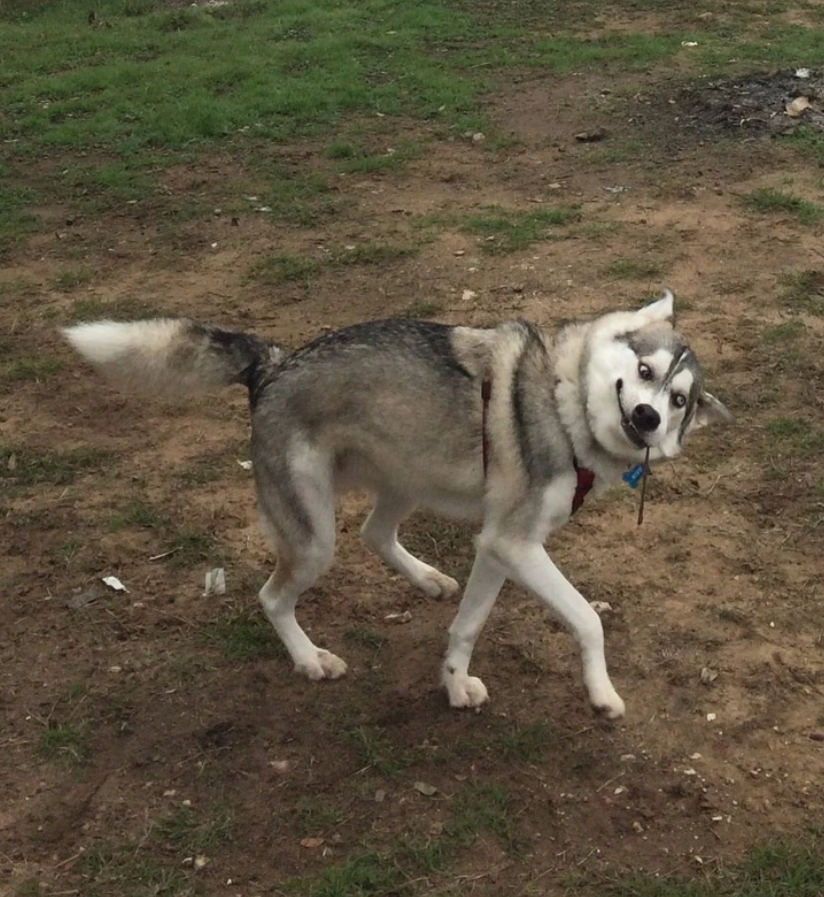 Sibiřský husky s vtipným výrazom otočeným dozadu, stojí na trávnatom a hlinenom podklade.