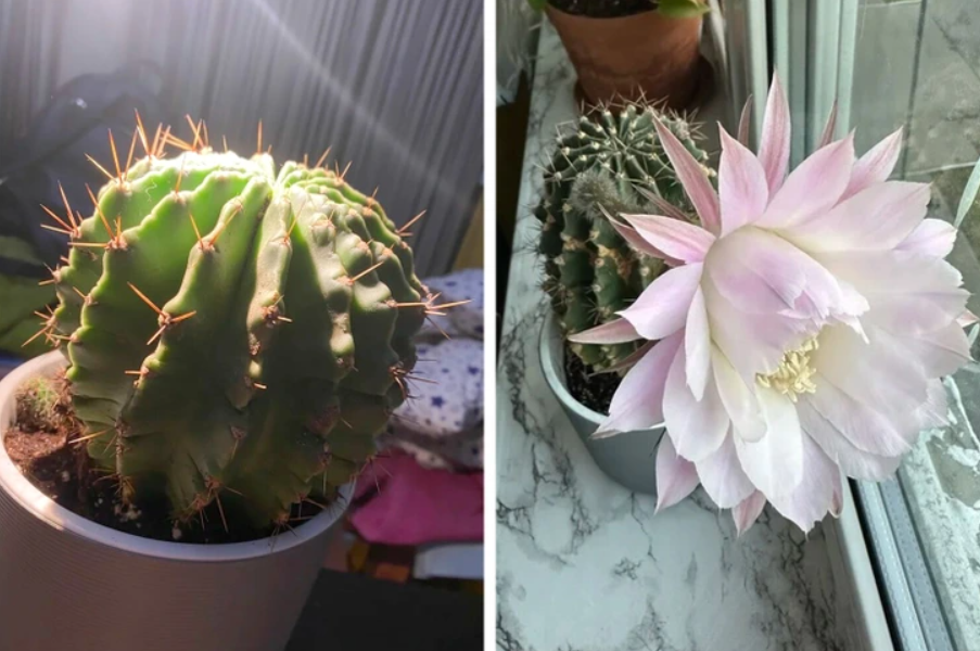 Kaktus v kvetináči s pichliačmi a rozkvitnutým bielym kvetom na parapete.