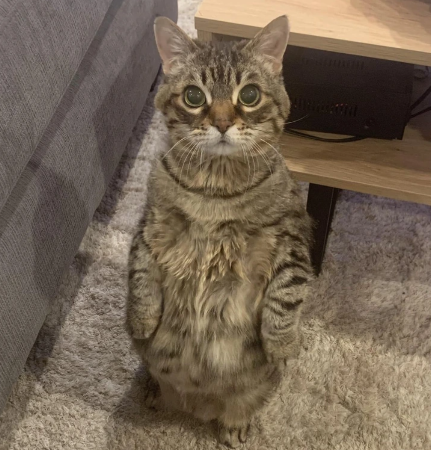 Mačka stojaca na zadných nohách pri stole, s veľkými očami a zvedavým výrazom.