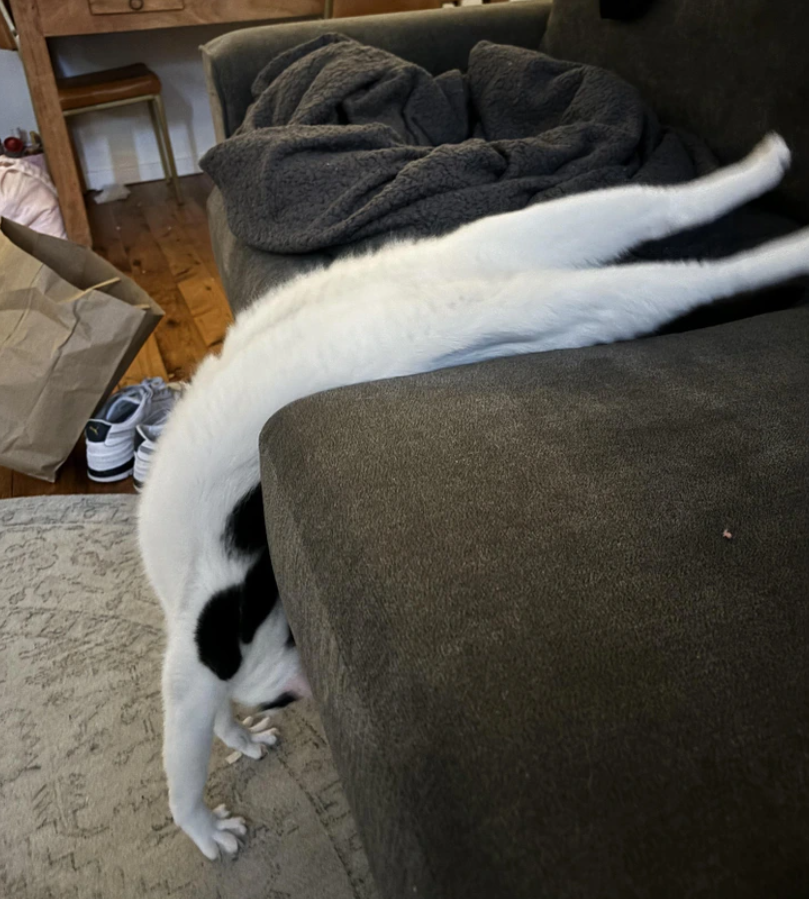 Mačka visí z gauča hlavou dole s natiahnutými prednými labkami, leží na koberci v obývačke.