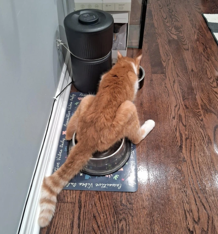 Oranžová mačka sedí s rozkročenými nohami na miske na drevenej podlahe.