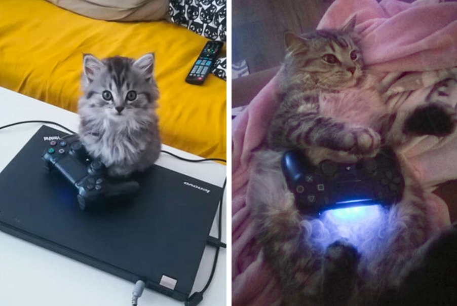 Mačiatká s herným ovládačom: jedno sedí na notebooku, druhé leží na deke s podsvieteným ovládačom.