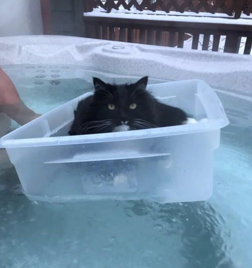 Čiernobiela mačka relaxuje vo vani, v plastovej nádobe, obklopená vodou.