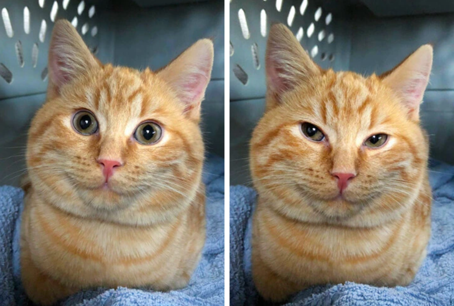 Zázvorová mačka v klietke, dve výrazy tváre: ostražitý a unavený.