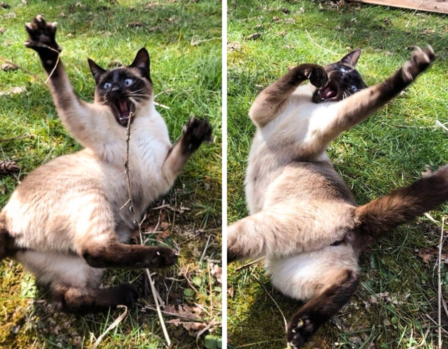 Hravá mačka sa váľa v tráve, nadšená z hry s halúzkou na záhrade.