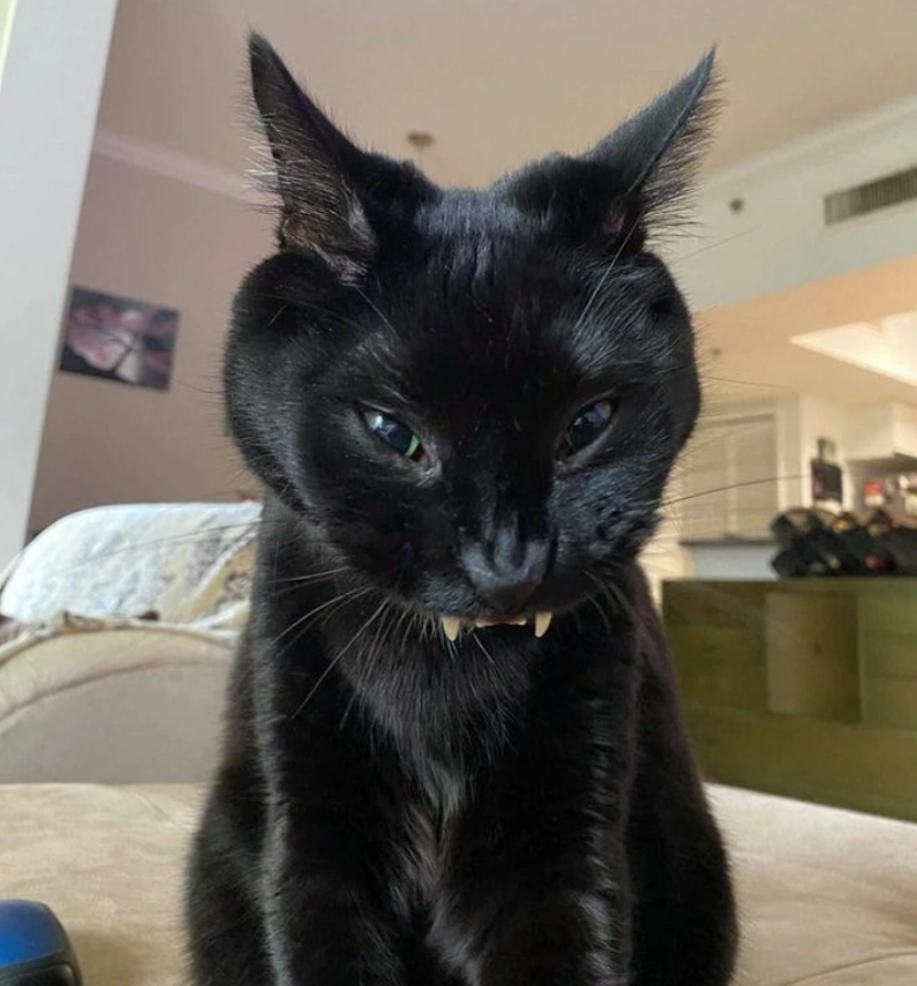 Čierna mačka s upírskymi zubami sedí v obývačke na gauči, vyzerá záhadne a zaujímavo.