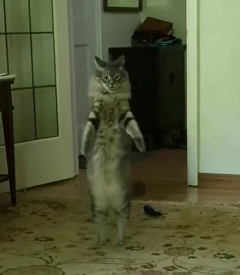 Mačka stojí na zadných nohách v svetlej izbe, v pozadí je koberček.