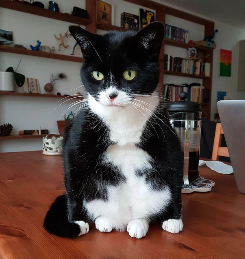 Čierno-biela mačka sedí na drevenom stole pred knižnicou, pohľad upiera smerom k divákovi.