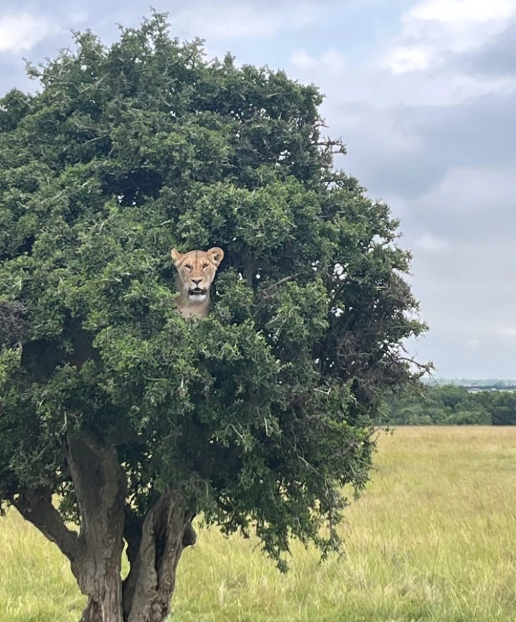 Levica sleduje svet z koruniek stromu, schovaná medzi zelenými listami v africkej savane.
