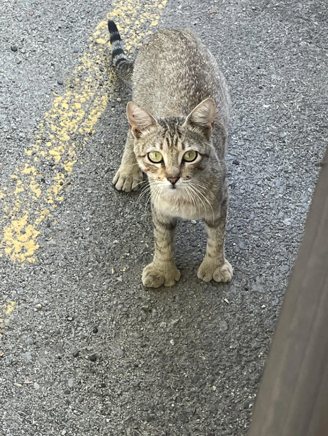 Mačka s neobvyklými labkami stojí na štrkovom chodníku vedľa žltej čiary a pozoruje nezvyčajne.