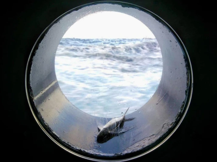 Pohľad cez lodné okno na vlny oceánu, zatiaľ čo ryba leží na okraji.