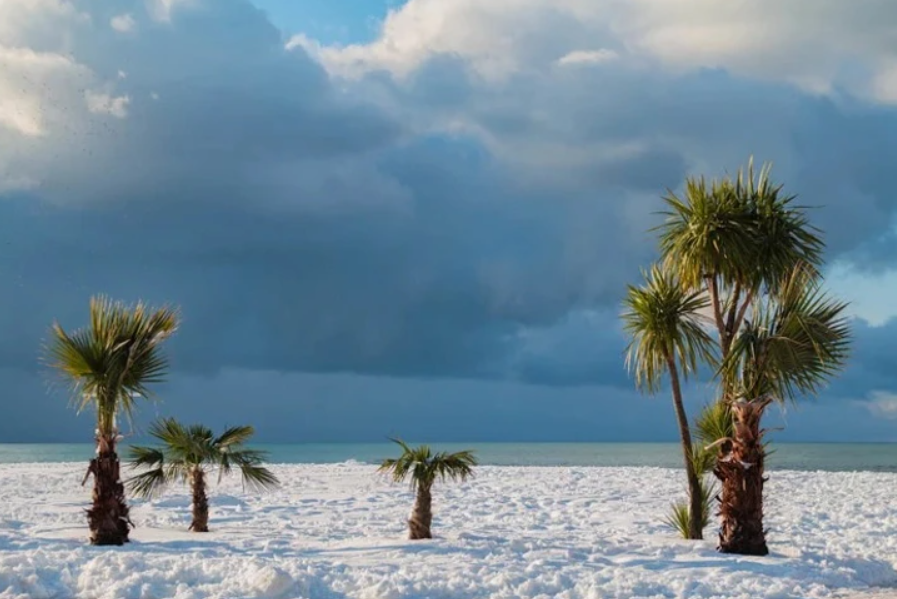 Palmy na zasneženej pláži s tmavou oblohou v pozadí. Nezvyčajný kontrast tropickej prírody a zimného prostredia.