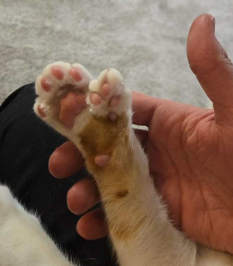 Mačacia labka v ruke, biele a hnedé chlpy, ružové vankúšiky, detailný pohľad na chlpatej koberec.