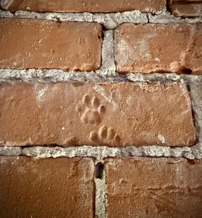 Stopy zvieracích labiek vtlačené v tehlovej stene, detail historickej tehly s unikátnym vzorom.