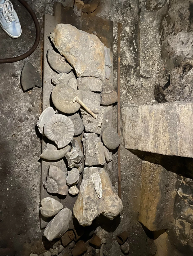 Zbierka fosílií vrátane amonitov v kamennej vrstve, zobrazená na podlahe pravdepodobne v jaskyni alebo starodávnom mieste.