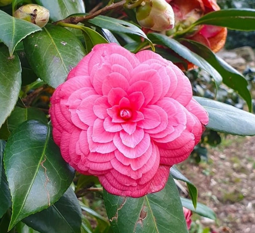 Ružová kvetina kamélie v plnom kvete obklopená zelenými listami v záhrade.