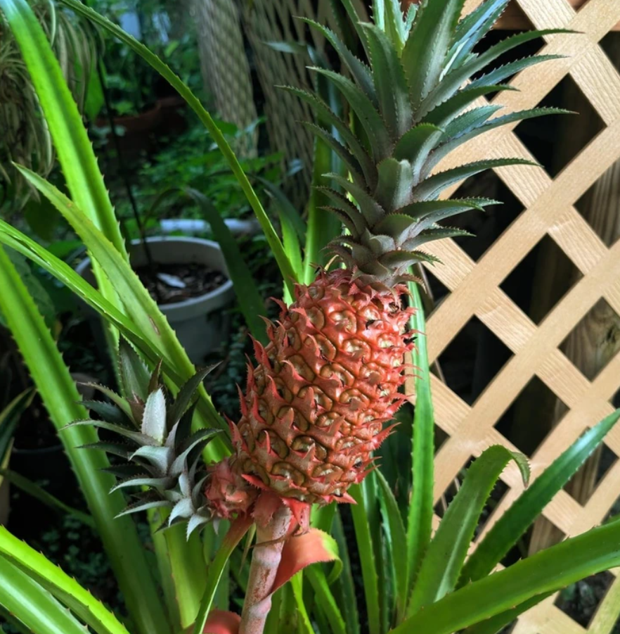 Ananás rastúci v záhrade pri plotu z mriežkového dreva, obklopený zelenými listami.