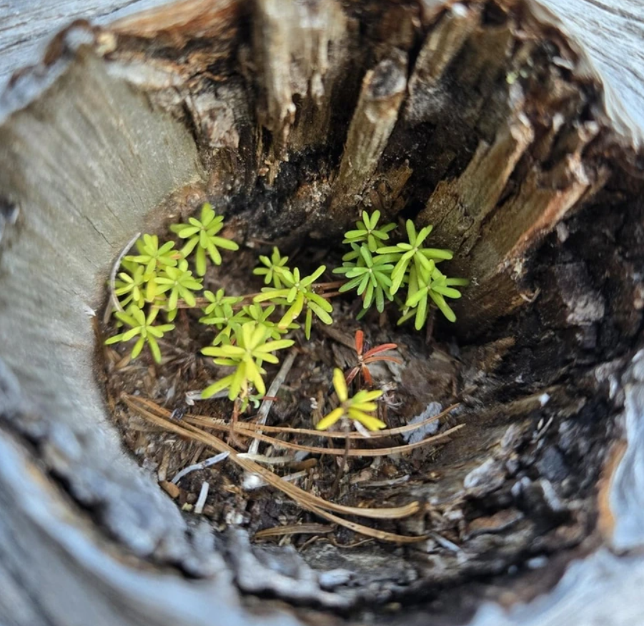 Malé rastlinky rastúce vo vnútri dutého pňa stromu, obklopené drevenou kôrou.