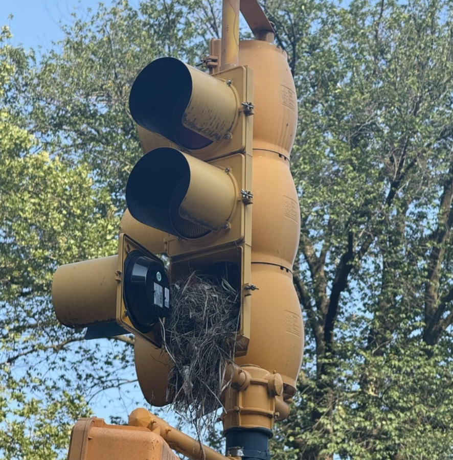 Hniezdo v semafore uprostred mesta, obklopené zelenými stromami, symbolizuje prírodu v urbánnom prostredí.