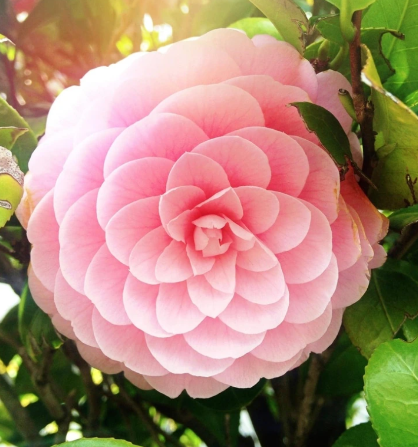 Ružová kamélia v plnom kvete obklopená zelenými listami na slnečnom pozadí.