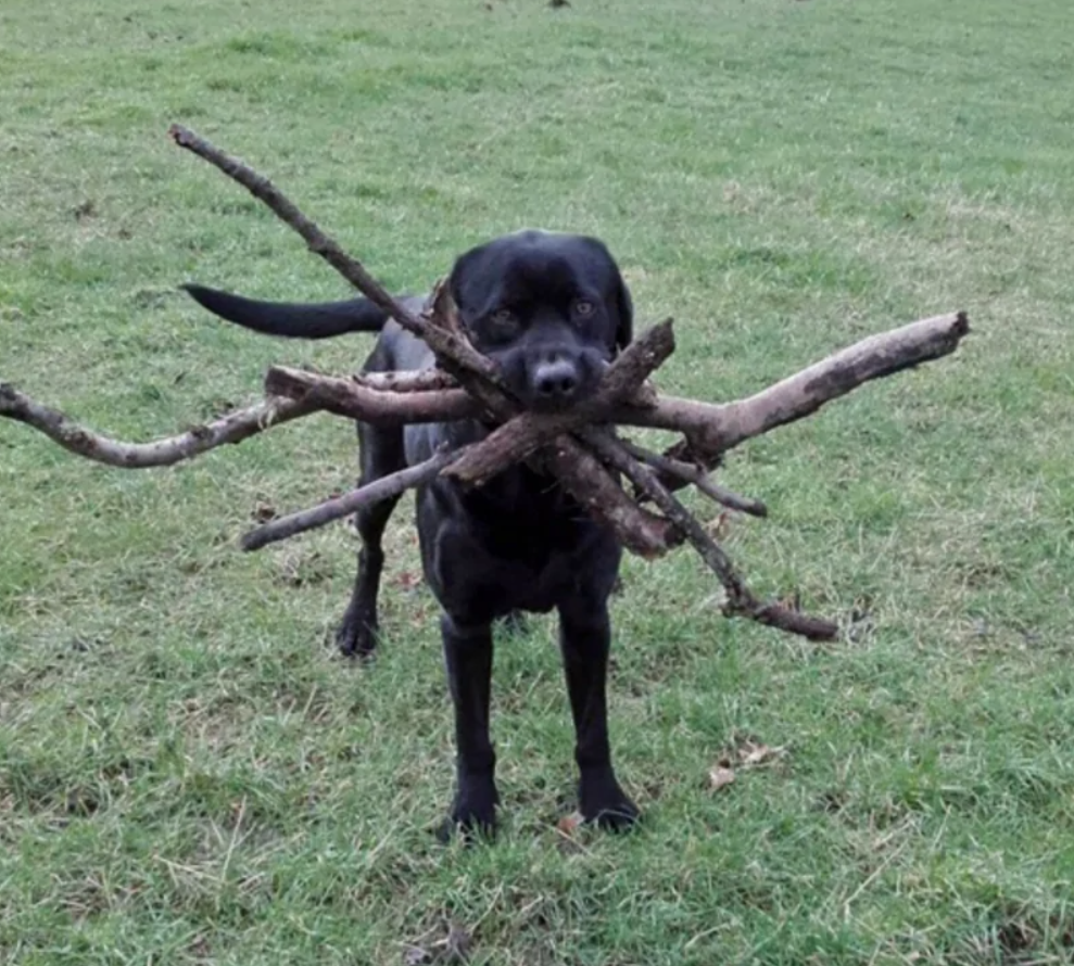 Čierny pes na zelenej tráve drží v papuli viacero veľkých konárov a pozerá do objektívu.