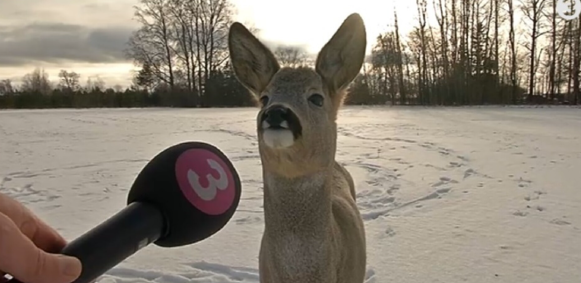 Mikrofón pred srnkou na zasneženom poli, zimná krajina v pozadí.