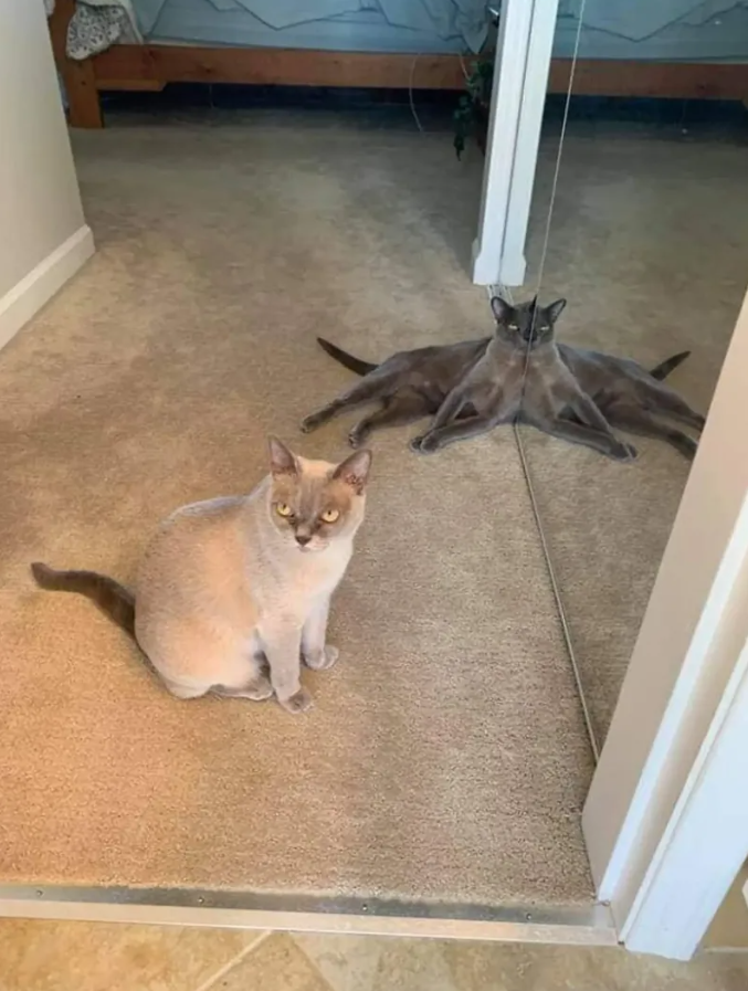 Mačka sedí na koberci pred zrkadlom, kde sa vytvára optická ilúzia dvoch prekrížených tiel.