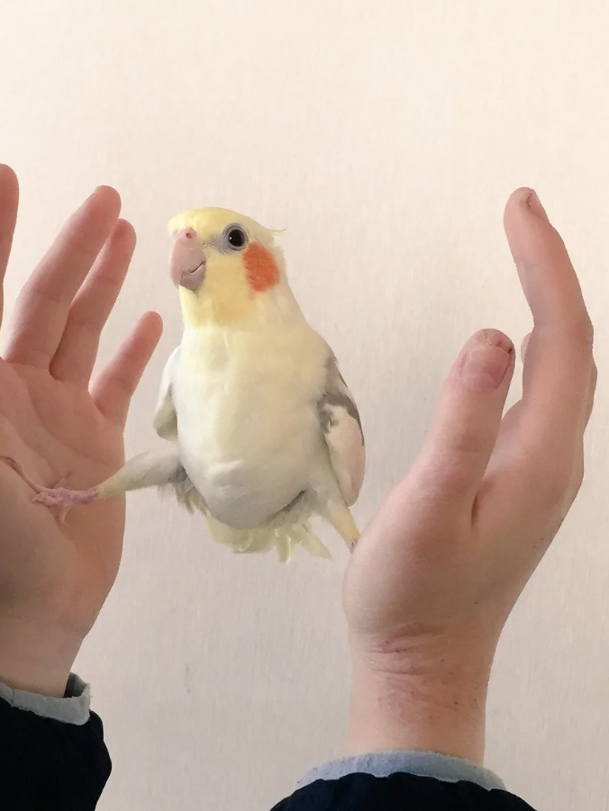 Ruka drží bielo-žltého papagája s oranžovými lícami na neutrálnom pozadí.