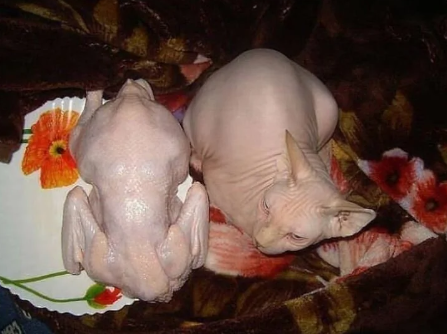 Bezsrstá mačka ležiaca vedľa surového kurčaťa na tanieri s kvetinovým vzorom.