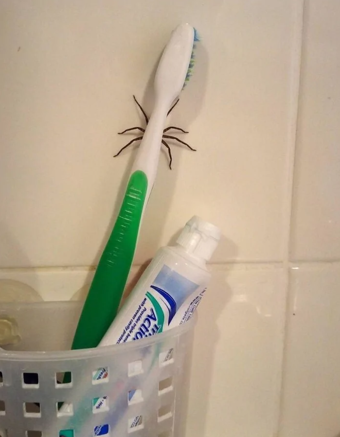 Zubná kefka v držiaku s pavúkom na stene v kúpeľni.