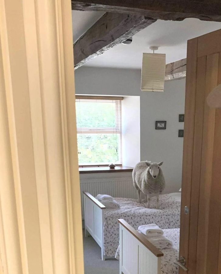 Ovca stojí na posteli v útulnej, svetlej izbe so záclonami a dreveným stropom.