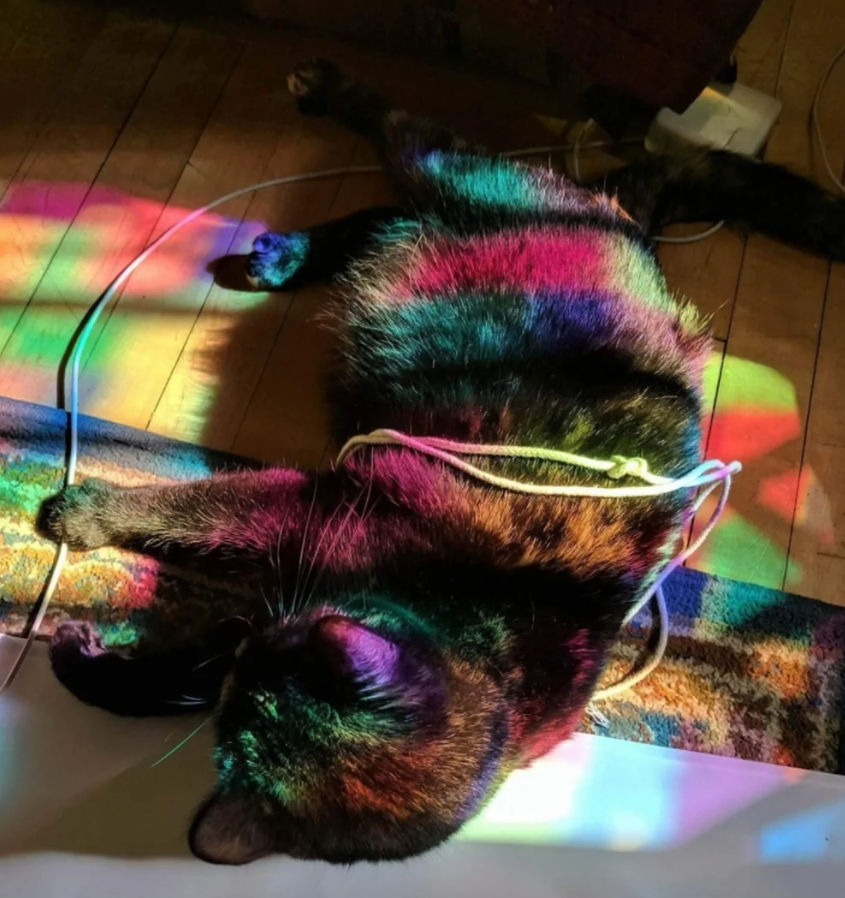 Mačka na podlahe v dúhových lúčoch svetla, obklopená káblami.