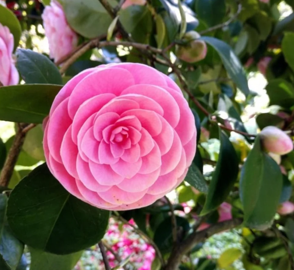 Ružová kvetina kamélie v plnom kvete na zelenej vetve, obklopená lesklými lístkami.